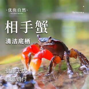 相手蟹辣椒蟹活体宠物蟹吃虫除藻淡水蟹鱼缸爬行底栖动物观赏蟹