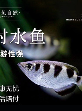 射水鱼网红射手狙击鱼