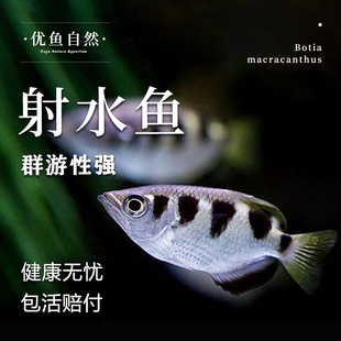 射水鱼网红射手鱼高射炮鱼稀有淡水热带观赏鱼活体狙击手