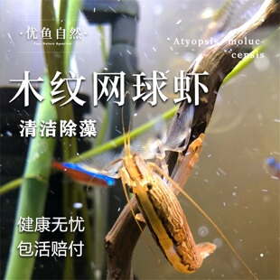 木纹网球虾观赏虾热带淡水宠物虾活体清洁虾工具型虾米虾除藻虾