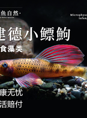 建德小鳔鮈原生观赏鱼好养棒花鱼清洁翻砂冷水不加温除藻工具鱼