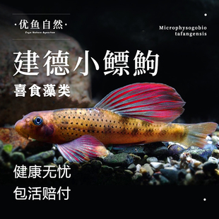 建德小鳔鮈原生观赏鱼好养棒花鱼清洁翻砂冷水不加温除藻工具鱼