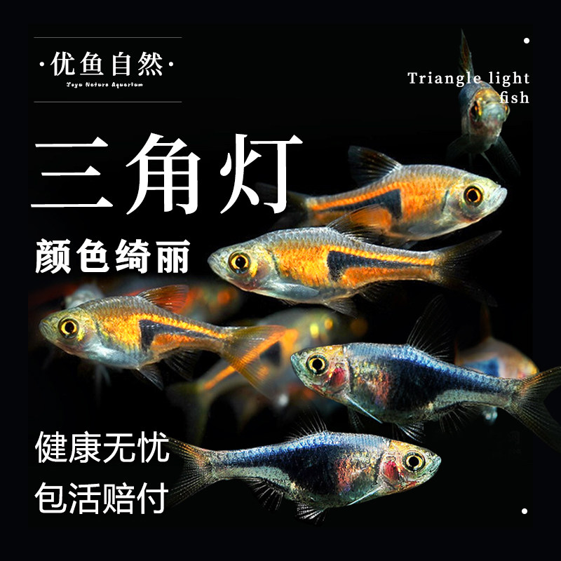 热带鱼活体好养淡水鱼三角灯鱼