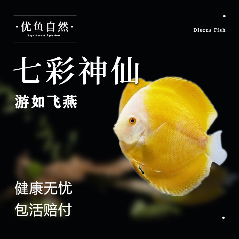 七彩神仙鱼观赏鱼热带鱼燕鱼黄妃红黄卡红松石财神鸽子天之蓝白雪