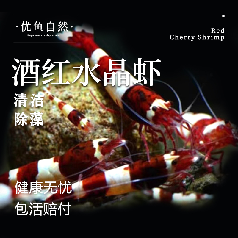 酒红水晶虾除藻工具虾