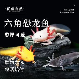 六角恐龙观赏鱼冷水淡水鱼蝾螈两栖动物好养易活水族爬行宠物鱼