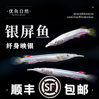 银针鱼热带上层漂浮白金银针鱼