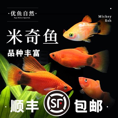 红黄米奇鱼胎生鱼玛丽鱼热带鱼