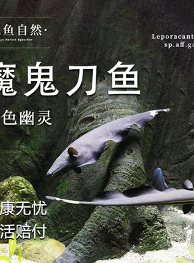 魔鬼刀鱼热带观赏鱼黑羽毛刀