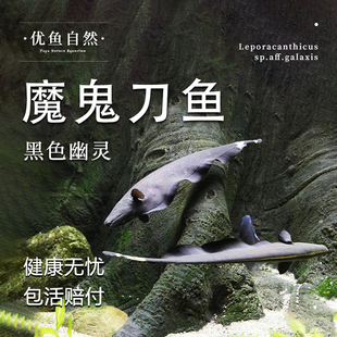 魔鬼刀鱼黑羽毛刀鱼混养黑魔鬼刀鱼七星刀线翎电鳗淡水热带观赏鱼