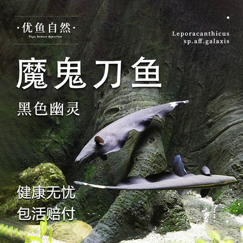 魔鬼刀鱼热带观赏鱼黑羽毛刀