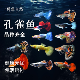 孔雀鱼精品纯种凤尾鱼观赏鱼活体淡水鱼小型热带鱼大耳孔雀胎生鱼