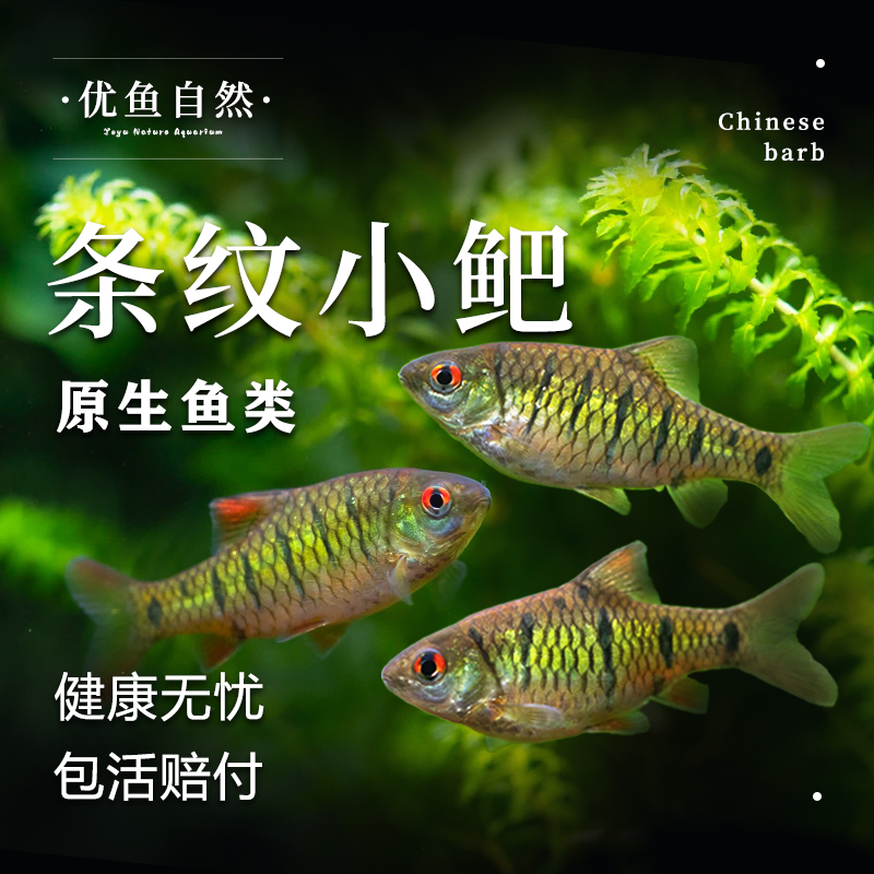 条纹小鲃鱼高体鳑鲏鱼原生态冷水观赏鱼草缸灯科鱼不加温淡水鱼