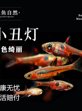 圆点小丑灯灯科鱼热带鱼群游鱼