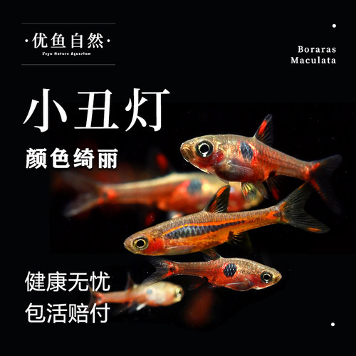 圆点小丑灯灯科鱼热带鱼群游鱼