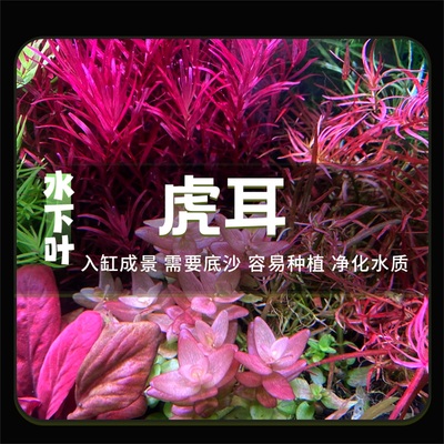 虎耳水下叶增氧净化水质水草