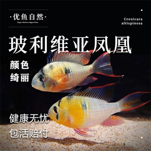 玻利维亚凤凰热带观赏鱼慈鲷金波子淡水鱼小型鱼南美缸短鲷鱼草缸