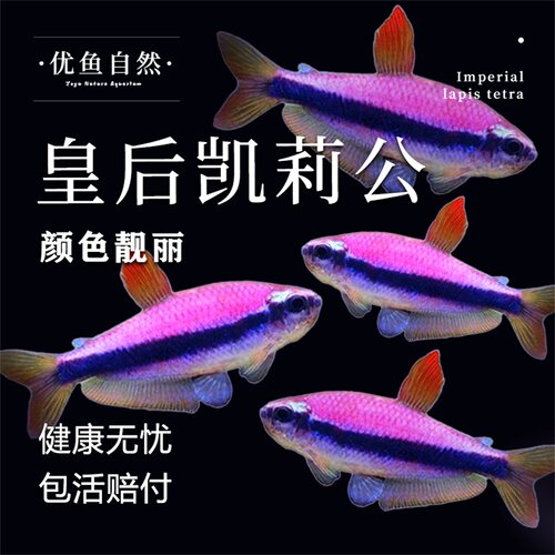 皇后凯莉灯公鱼热带观赏群游鱼