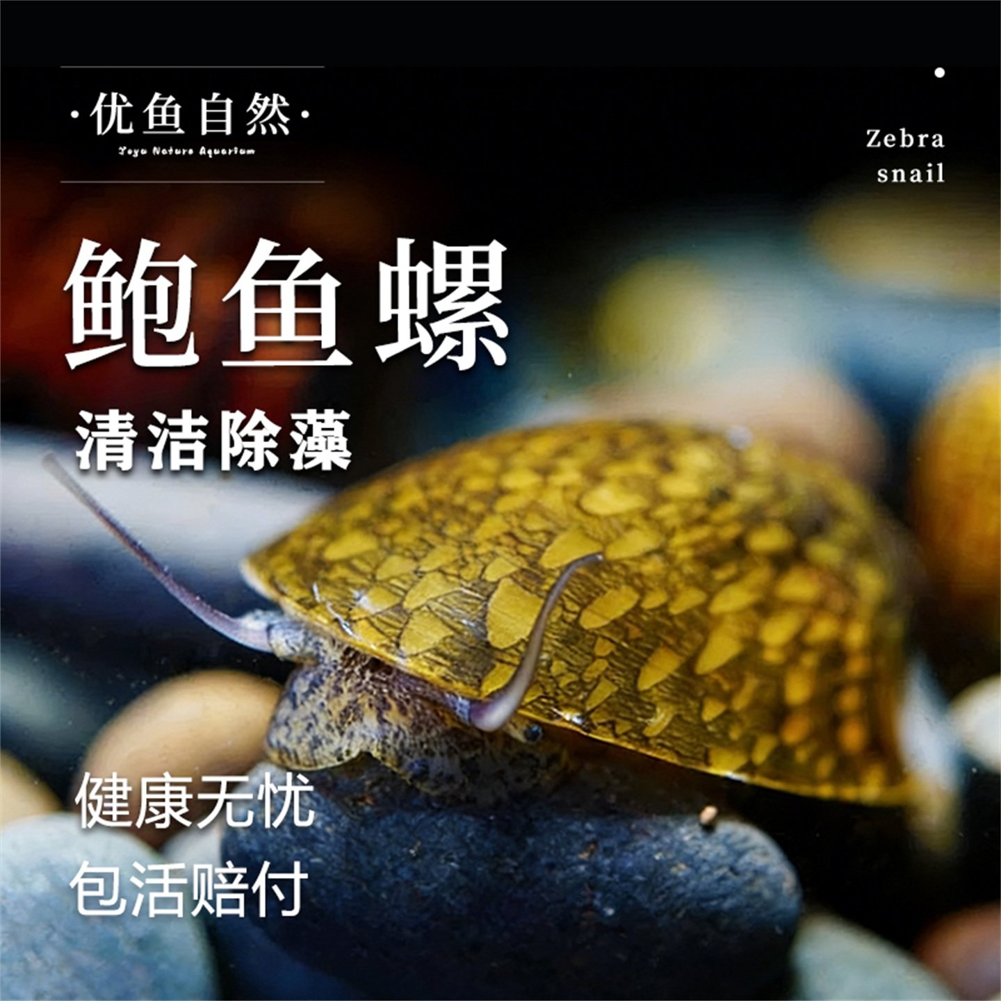 鲍鱼螺鱼缸除藻洁刷缸工具螺图片