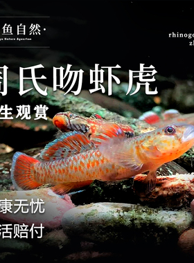 周氏吻虾虎观赏鱼火焰虾虎原生溪流小型好养活体淡水不加温冷水鱼