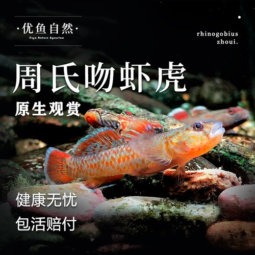周氏吻虾虎观赏鱼小型鱼冷水鱼