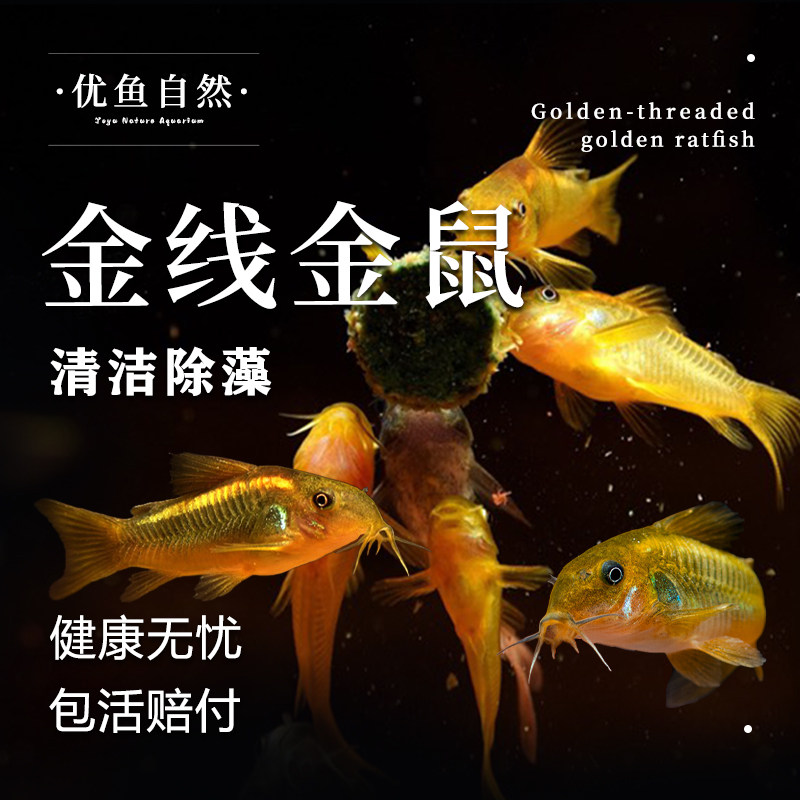 金线金鼠鱼金苔鼠清洁工具鱼清道夫观赏鱼底栖鱼活体鱼缸除藻鱼