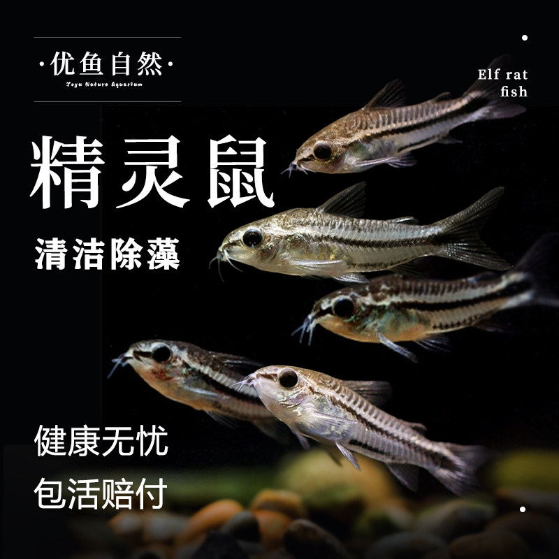 精灵鼠鱼底栖鼠鱼底栖鱼清洁鱼图片