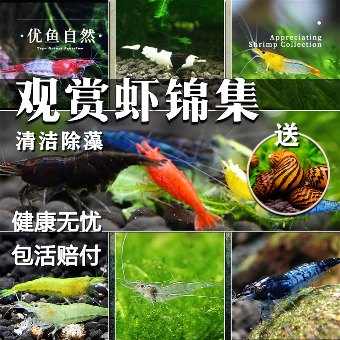 黑客观赏虾极火樱花除藻清洁虾