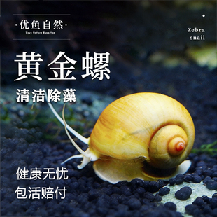 黄金螺淡水鱼缸工具螺除藻螺吃鱼粪清洁擦玻璃吃青苔的观赏螺