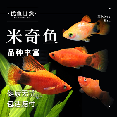 红黄米奇鱼胎生鱼玛丽鱼热带鱼