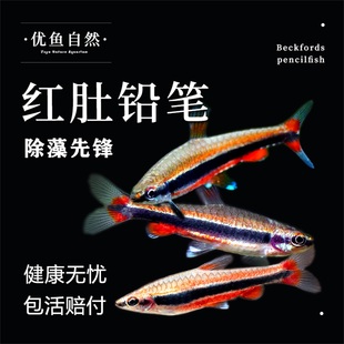 红肚铅笔鱼观赏鱼橘色铅笔鱼草缸群游小型灯鱼除藻灯鱼热带活体鱼