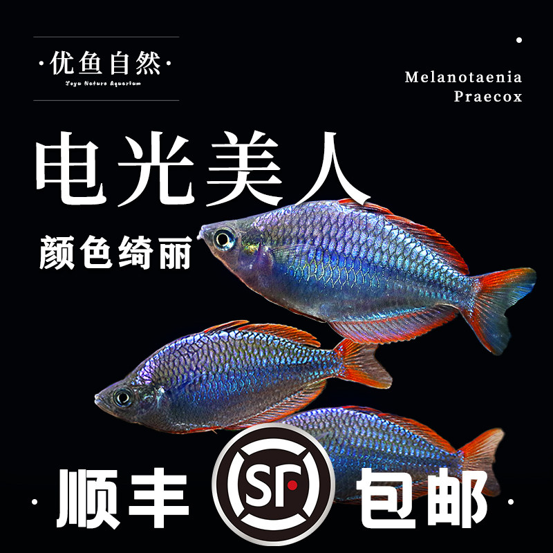 电光美人石美人鱼刚果美人活体小型鱼鱼热带群游热带观赏鱼淡水鱼