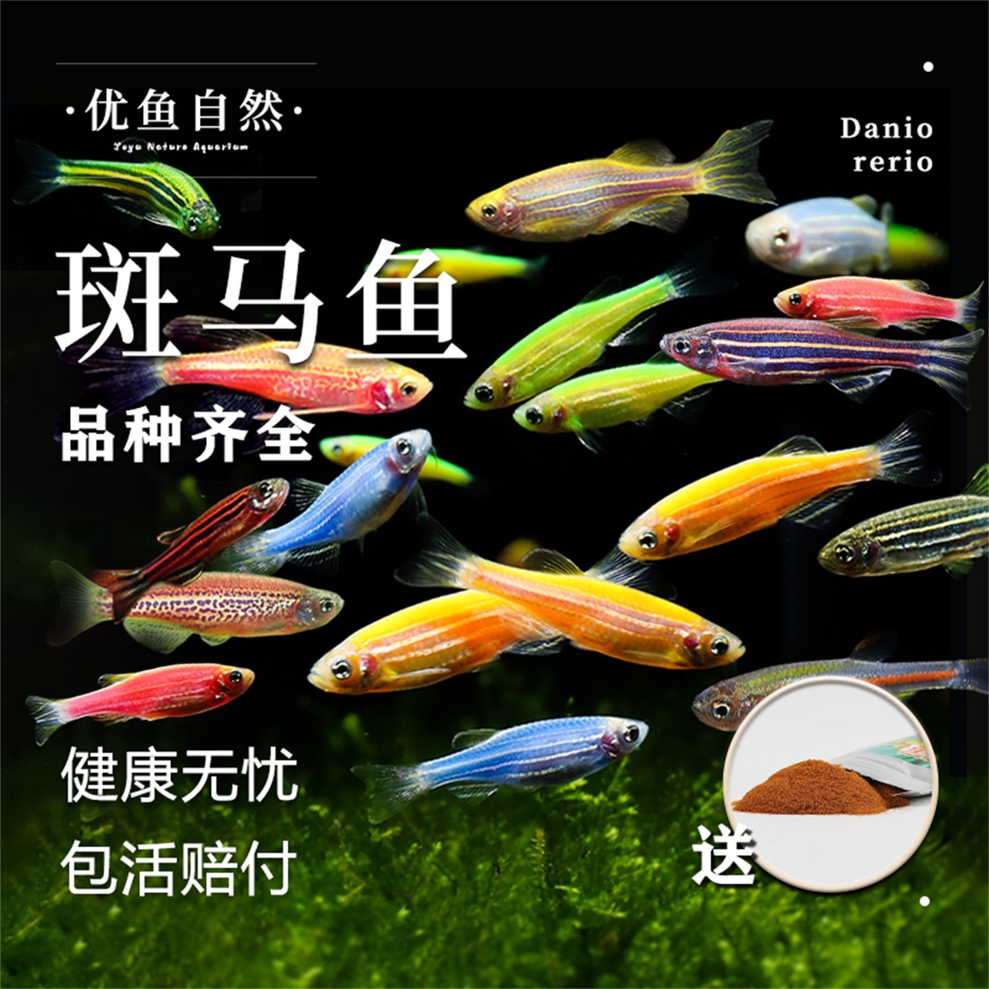 荧光斑马鱼冷水观赏鱼小型鱼热带观赏鱼宝莲灯热带鱼新手闯缸群游