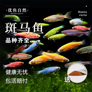 荧光斑马鱼冷水观赏鱼小型鱼热带观赏鱼宝莲灯热带鱼新手闯缸群游