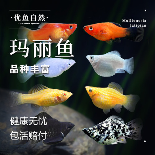 原生自然玛丽鱼小型怀孕繁殖鱼