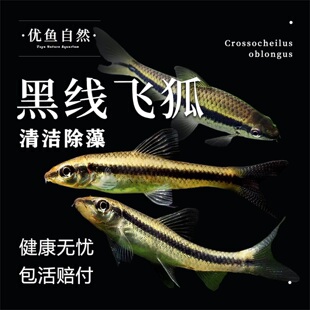 一线飞狐黑线飞狐除藻鱼工具鱼老虎小精灵观赏鱼热带鱼活体清洁鱼