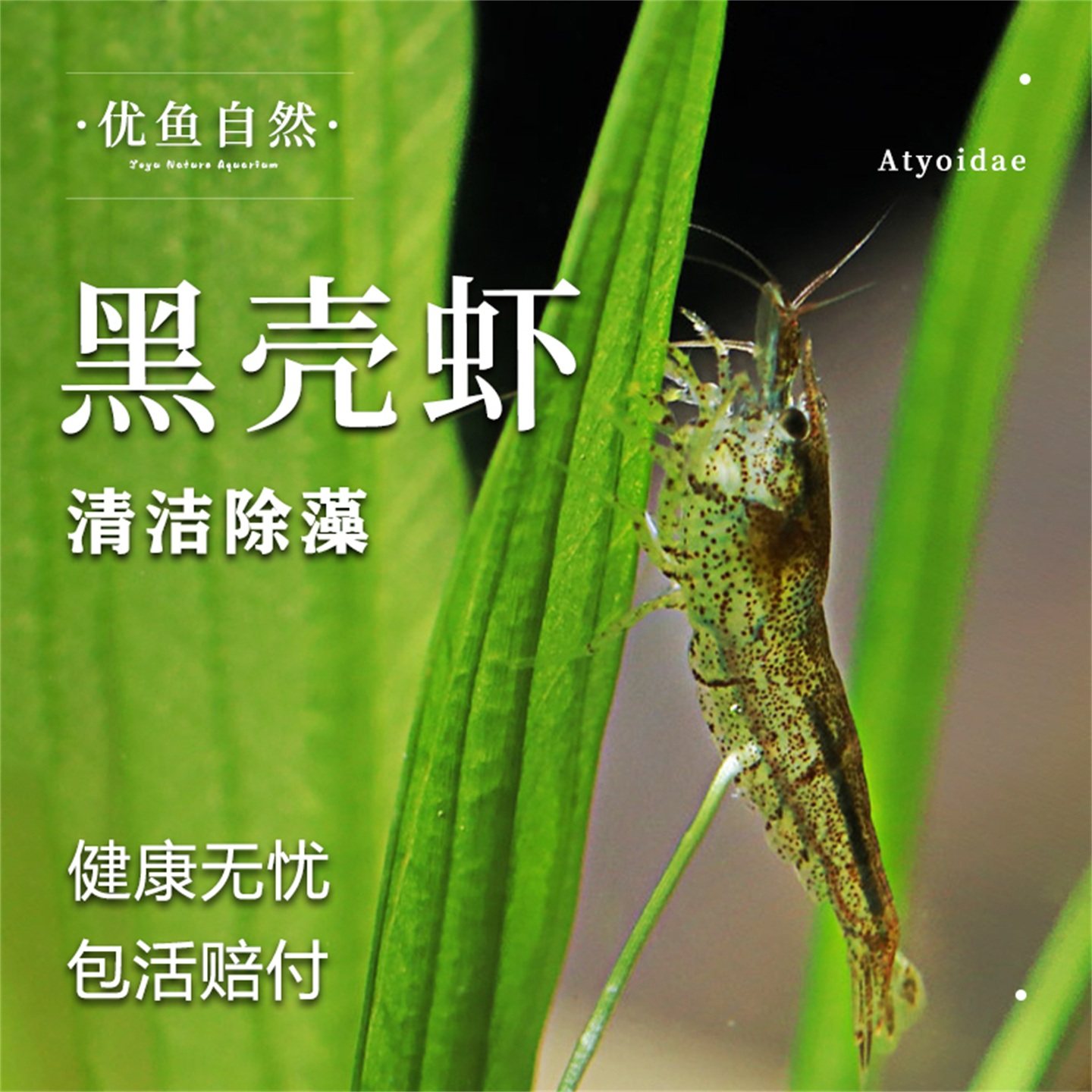 黑壳虾除藻观赏虾清洁草虾淡水活体龟饲料虾鲜活观赏樱花虾极火虾,宠物/宠物食品及用品,虾,淘宝优惠券,粉丝福利购,淘宝优惠卷