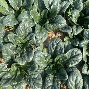 【霜打菜】河南露天霜冻矮杆趴地菠菜新鲜叶菜