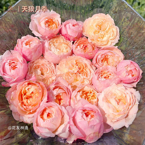 天狼月季/蔷薇自育丰花