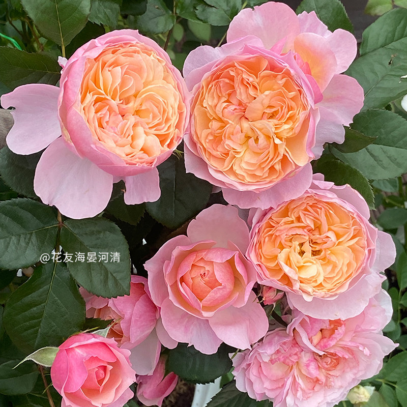 【盈盈粉】天狼月季自育庭院阳台盆栽地栽观赏性植物花卉盆栽苗