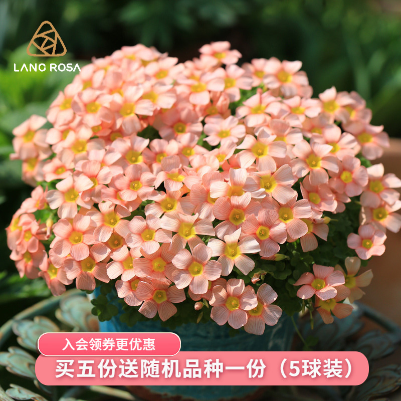 天狼 酢浆草种球 喜光新手易养易爆盆花量大秋植球根花卉