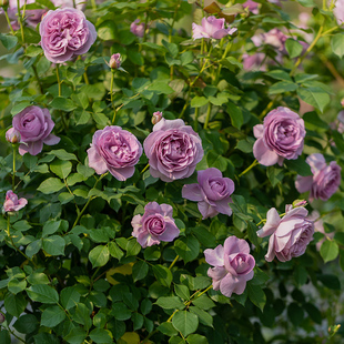 天狼月季蓝色风暴花园灌木长势快花量大观赏性花卉盆栽苗新手推荐