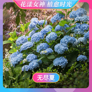 【花漾女神】天狼绣球室外庭院花园阳台直立大花花卉盆栽苗