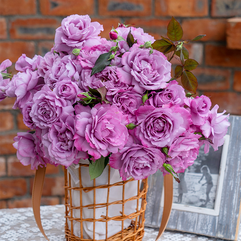 天狼月季月季/蔷薇/玫瑰大花丰花