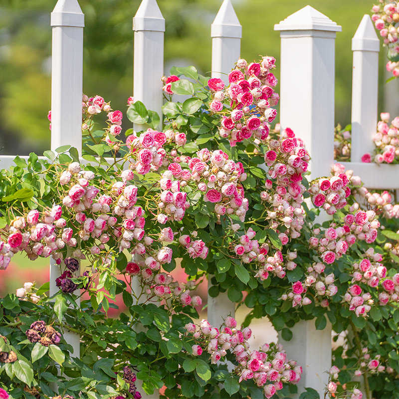 天狼月季胭脂扣庭院攀援藤本型粉色淡香观赏性盆栽花卉苗新手推荐,鲜花速递/花卉仿真/绿植园艺,月季/蔷薇/玫瑰,淘宝优惠券,粉丝福利购,淘宝优惠卷