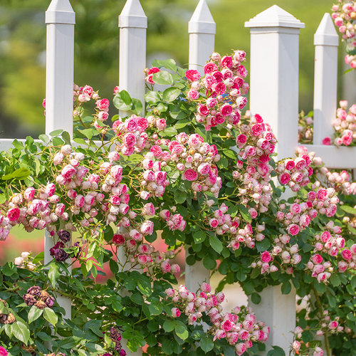 天狼月季胭脂扣花园攀援藤本型耐热易养护观赏性植物盆栽新手推荐
