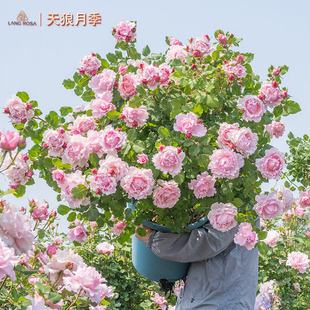 【索菲罗莎】天狼月季庭院可藤可灌大花浓香观赏植物盆栽新手推荐