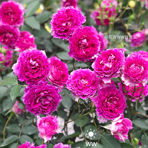 天狼浓香美人尖无刺日系易养新手
