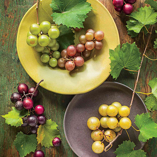 天狼 圆叶葡萄盆栽苗 庭院花园皮实耐热易养护可食用果树苗