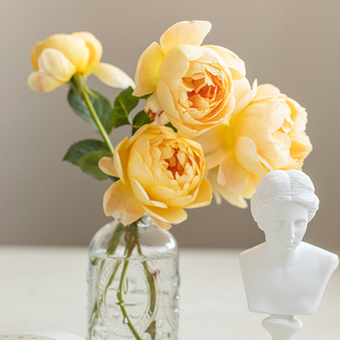 歌笛 开花浓香耐热灌木型月季 自育月季 多季 玫瑰 天狼月季